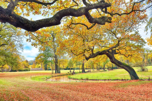 Muskau Parkı 'ndaki eski meşe ağaçlarıyla nefes kesici sonbahar manzarası. UNESCO Dünya Mirası. Konum: Bad Muskau, Saksonya Devleti, Almanya, Avrupa