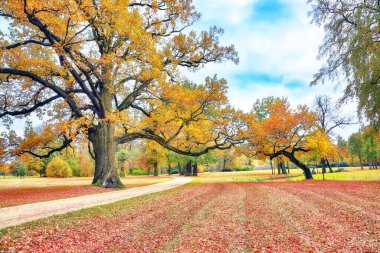 Amazing autumn landscape with old oak trees in Muskau Park. UNESCO World Heritage. Location: Bad Muskau, state of Saxony, Germany, Europe