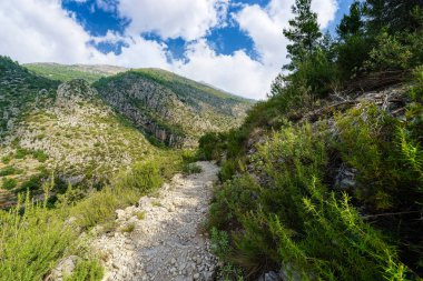 Dağlar arasındaki ormanda yürüyüşçüler için patika