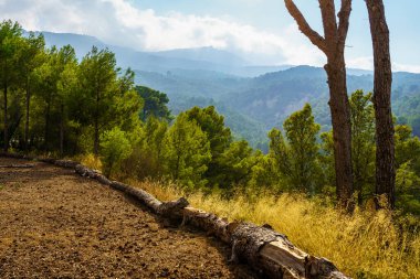 Ormanda ağaçlar ve devrilmiş ağaç gövdesiyle gün batımında yeşil manzara.