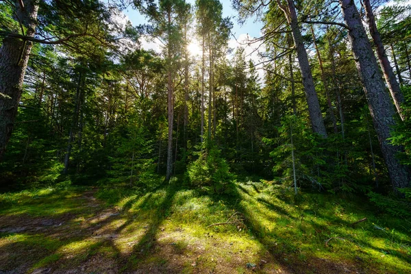 Zielony Krajobraz Leśny Promieniami Słońca Wchodzącymi Między Drzewa Zachodzie Słońca — Zdjęcie stockowe