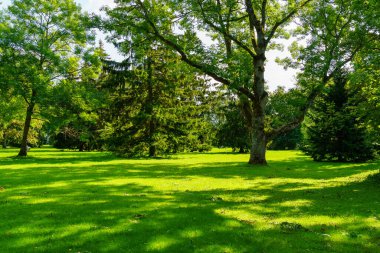Yeşil çimenli ve gölgeli uzun ağaçlı halk parkı.