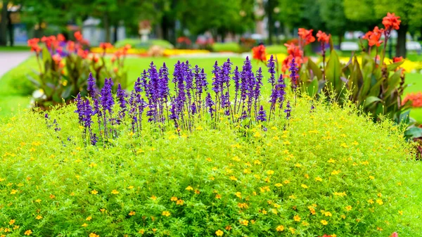 Bakgrund Färgglada Blommor Och Blå Liljor Grodda Bland Gräset — Stockfoto