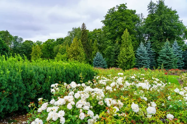 Barrskog Med Vita Blommor Förgrunden Och Grumlig Himmel — Stockfoto