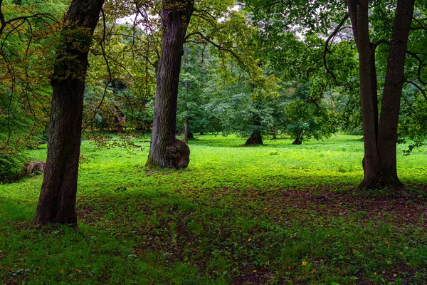 Grama Verde Parque Sombreado Por Árvores Altas Longos Troncos — Fotografia de Stock