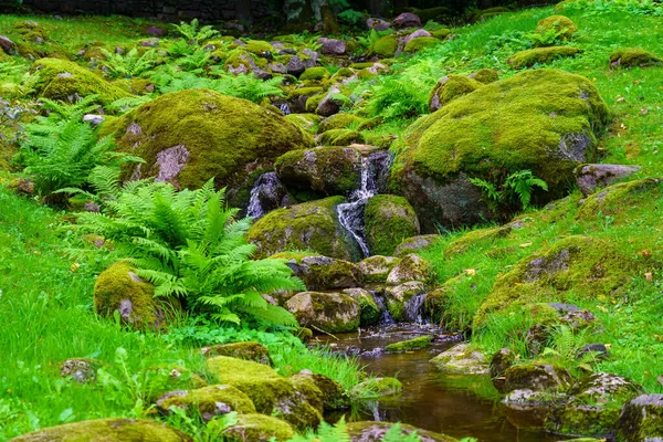 Yeşil Eğrelti Otlarının Arasındaki Kayaların Arasında Küçük Bir Şelale — Stok fotoğraf