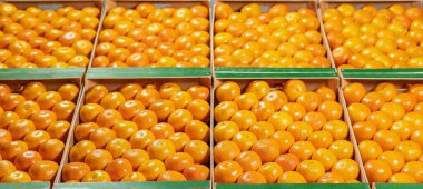 Kutuların içine dizilmiş birçok mandalinanın panoramik görünümü.