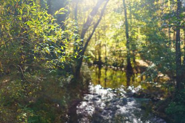 Mistik bir atmosferi olan bulanık bir manzarada ağaçların arasından güneş doğuyor..