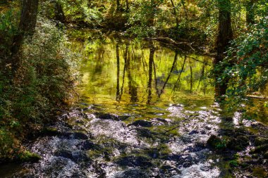 Sonbahar günü ormandaki küçük bir derede ağaçların yansıması..