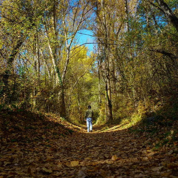 Muž Kráčející Lese Koberci Spadlého Listí Podzim — Stock fotografie