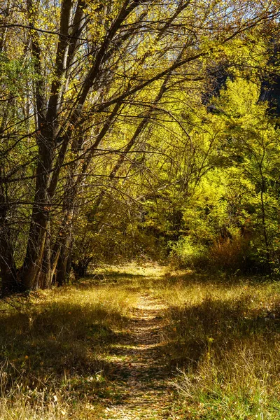 Φυλλώδη Διαδρομή Μέσα Από Δέντρα Του Δάσους Μια Όμορφη Φθινοπωρινή — Φωτογραφία Αρχείου