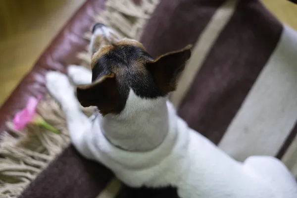 Jack Russell Hond Liggend Zijn Deken Bovenaanzicht — Stockfoto