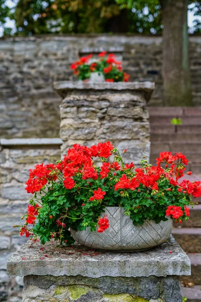 Jardinière Pierre Avec Des Fleurs Rouges Dans Très Vieux Parc — Photo