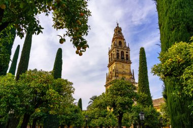 Cordoba Camii 'nin çan kulesinin yanındaki portakal ağaçlı selen ağaçlar..