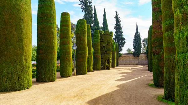 스페인의 코르도바에 카사르 정원에 사이프러스 — 스톡 사진