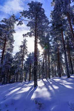 Dallardan güneş ışığı akan uzun karlı ağaçlar..