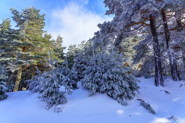 Horská Cesta Zasněženého Lesa Slunečného Zimního Dne Madrid — Stock fotografie