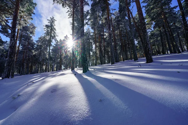Deka Čerstvě Napadaného Sněhu Lesní Půdě Sluneční Paprsky Mezi Stromy — Stock fotografie