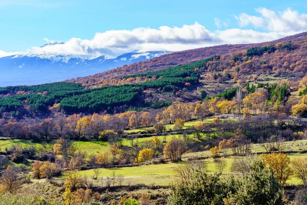 Снежные Горы Зеленый Лес Яркими Цветами Осени Гуадарама Мадрид — стоковое фото