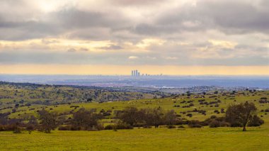 Arka planda gökdelenler ve altın bir günbatımında ineklerle yeşil çayırlar ile Madrid şehri panoramik.