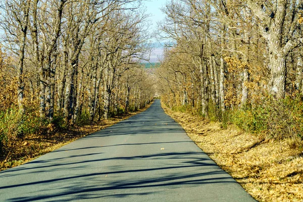 Mountain Road Surrounded Trees Perspective Sunny Winter Day — Stock Photo, Image