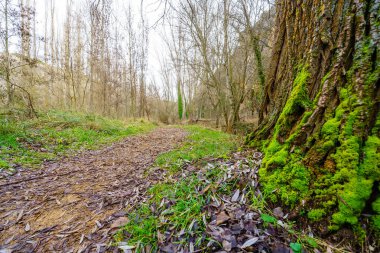 Yere düşen yapraklar ve yosun kaplı ağaç gövdeleri arasındaki yol.