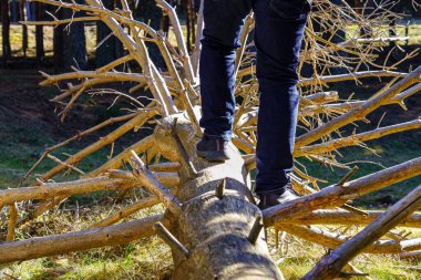 Man walking on top of a large fallen tree in the middle of the enchanted forest.