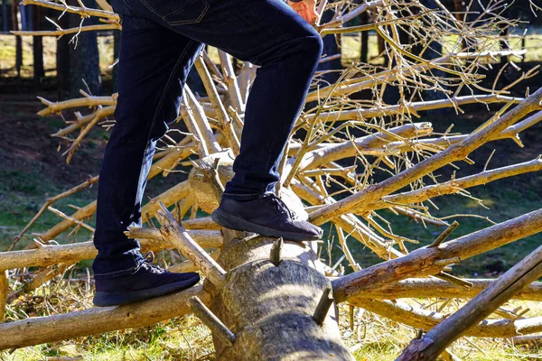 Hombre Escalando Gran Tronco Árbol Caído Bosque Con Grandes Ramas — Foto de Stock