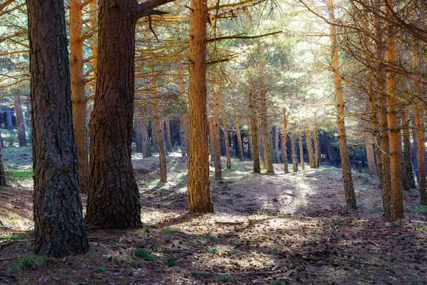 Boslandschap Met Grote Dennenbomen Lichtflitsen Tussen Takken Morcuera Madrid — Stockfoto