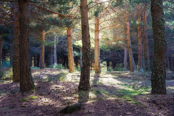Krajobraz Lasu Dużymi Sosnami Błyski Światła Między Gałęziami Morcuera Madryt — Zdjęcie stockowe
