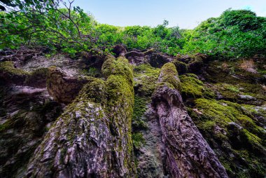 Dikey kaya duvarı, taşa tutunan ağaçlar ve yapraklı büyük dallar. Büyülü Şehir, Cuenca.