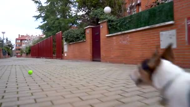 杰克 · 拉塞尔的一只漂亮的小狗在打网球时的慢动作 — 图库视频影像
