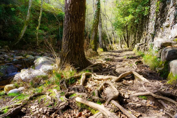 Raíces de árboles en el camino a través del bosque encantado, Batuecas, Salamanca, España. —  Fotos de Stock