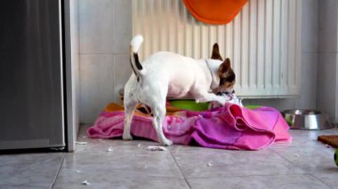 Köpek Jack Russell evin mutfağında dişleriyle top kırıyor..