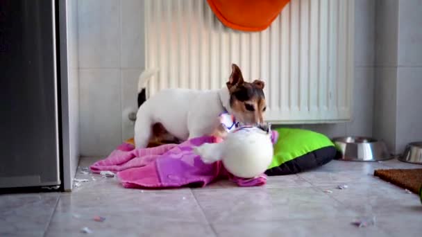 Köpek Jack Russell evin mutfağında dişleriyle top kırıyor.. — Stok video