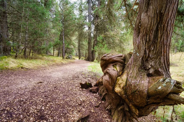 Τεράστιο στριμμένο δέντρο στο μονοπάτι του μυστηριώδους δάσους άρκευθου, Sabinar Soria. — Φωτογραφία Αρχείου