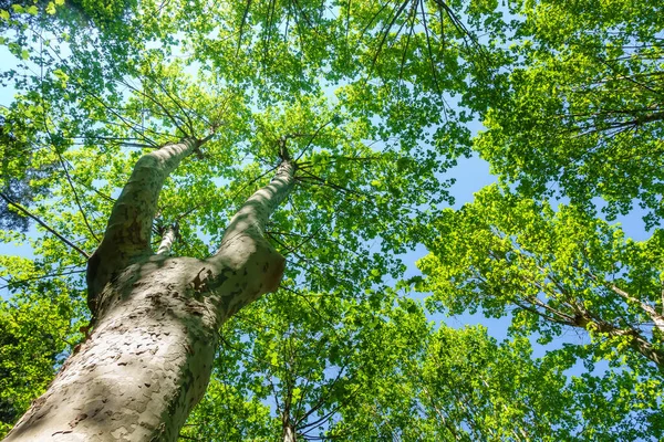 Μεγάλο δέντρο με τεράστια κλαδιά γεμάτα πράσινα φύλλα πάνω από τον γαλάζιο ουρανό. — Φωτογραφία Αρχείου