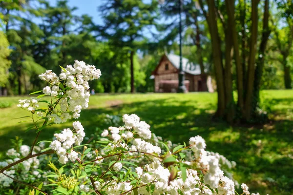 Pequenas flores brancas no parque e casita decorativa no fundo sem foco. — Fotografia de Stock