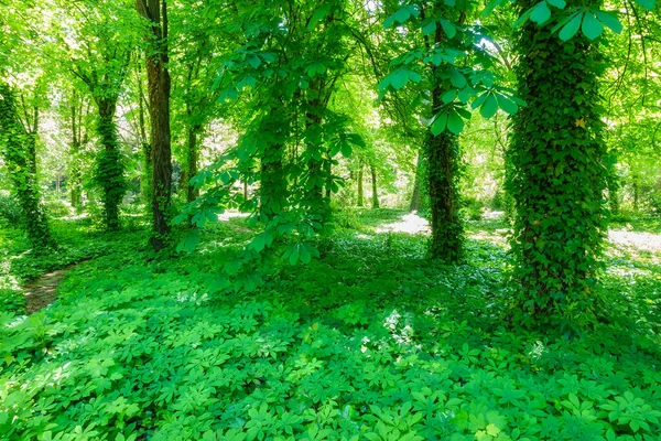 Exuberante vegetación de plantas trepadoras y hiedra en tonos verdes. — Foto de Stock