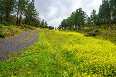 Yağmurlu ve kapalı bir günde sarı çiçekli yeşil çayır.