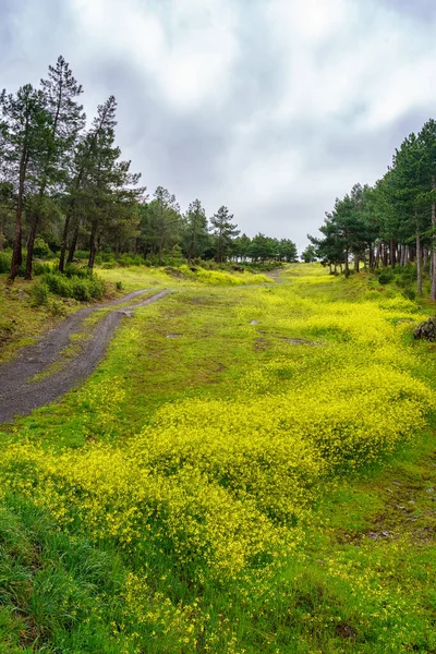 Sarı çiçek çayırı ve off-road arabaları için dağ yolu.