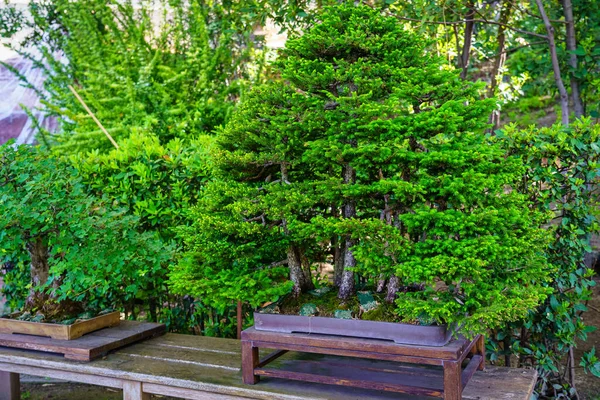 Small bonsai tree grown outdoors in lush oriental garden. — 스톡 사진