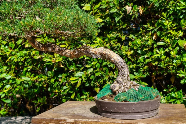 Small bonsai tree grown outdoors in lush oriental garden. — 스톡 사진