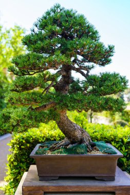 Small bonsai tree grown outdoors in lush oriental garden.