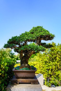 Small bonsai tree grown outdoors in lush oriental garden.