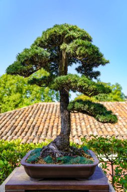 Yeşillik doğu bahçesinde yetişen küçük bonsai ağacı..
