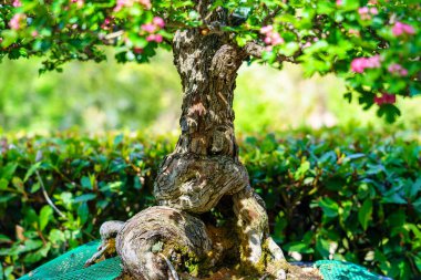 Yeşillik doğu bahçesinde yetişen küçük bonsai ağacı..