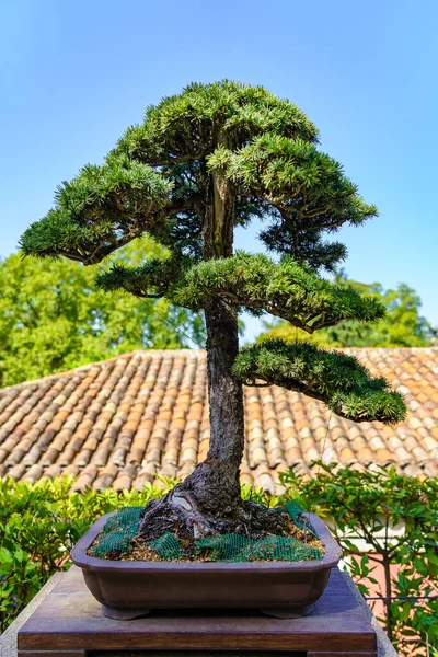 Yeşillik doğu bahçesinde yetişen küçük bonsai ağacı..