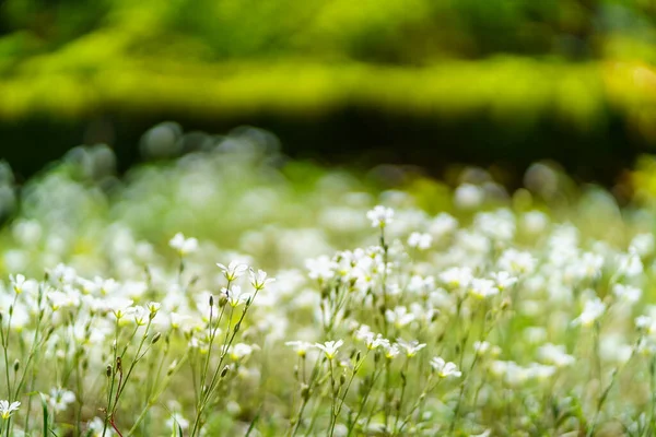 Close-up of small white flowers with a green background out of focus. — 스톡 사진