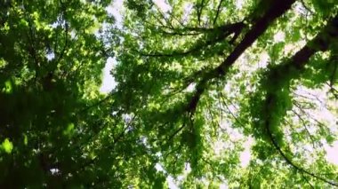Ağaçların tepeleri ve güneş ışınları yeşil yaprakların arasına giriyor.